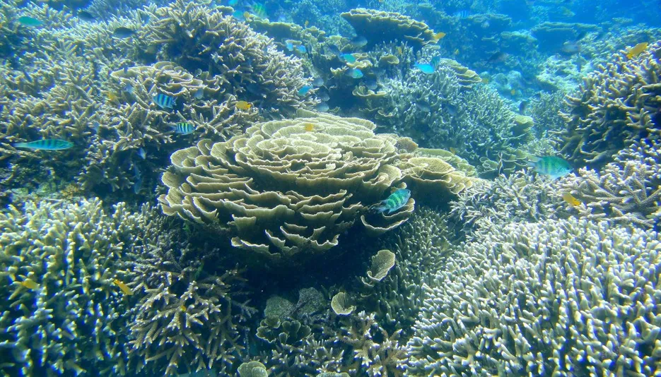 Reef Conservation